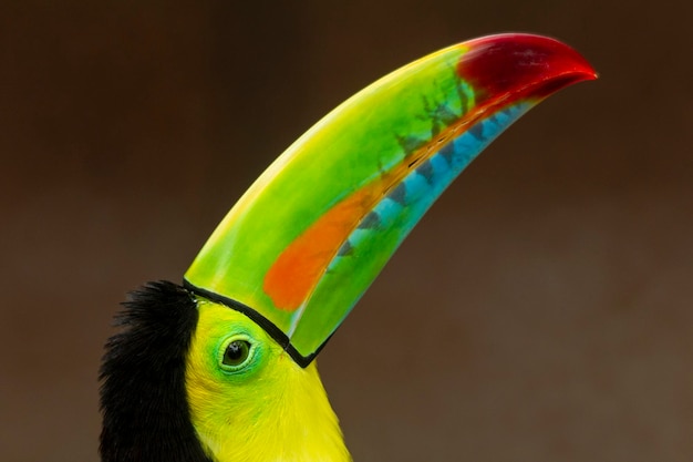 Foto quilla facturó tucán ramphastos sulfuratus disparo a la cabeza mostrando el colorido pico colombia