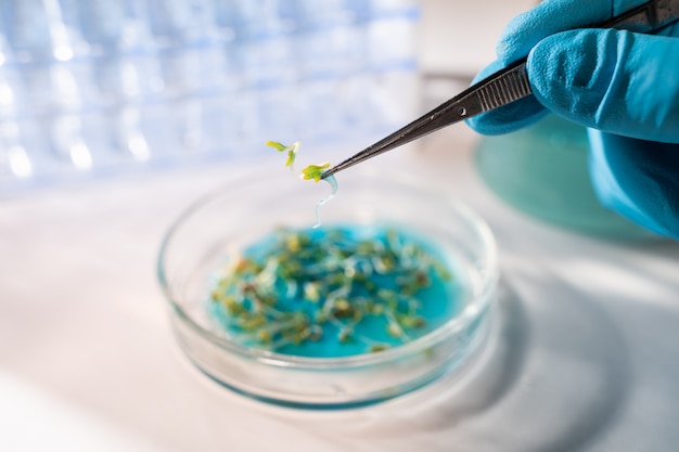 Químico sosteniendo un panel con pruebas de plantas en laboratorio