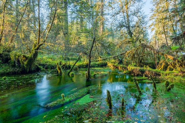 Quinault Rainforest, Parque Nacional Olímpico, EUA