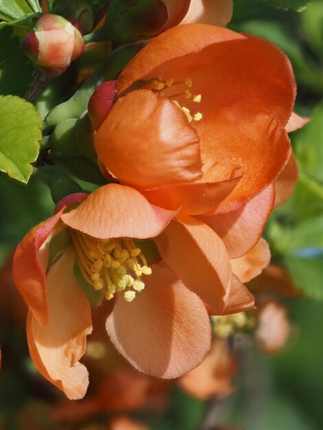 el quince japonés en flor