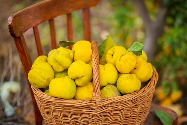 Quince outono colheita cesta cheia de marmelo no jardim Cultivo de frutas orgânicas na fazenda