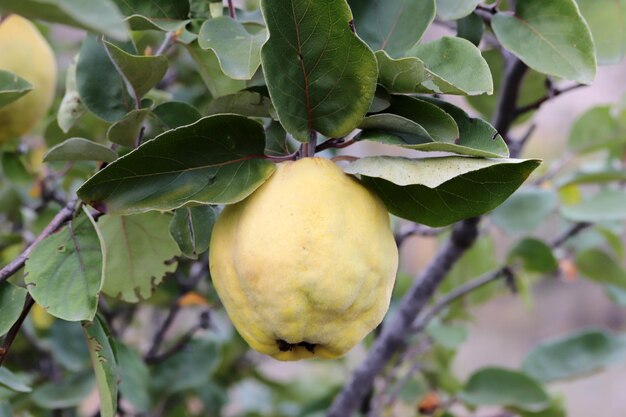 Foto quinces maduros na árvore