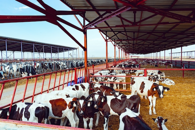 Quinta com estábulo ao ar livre com rebanho de vacas leiteiras