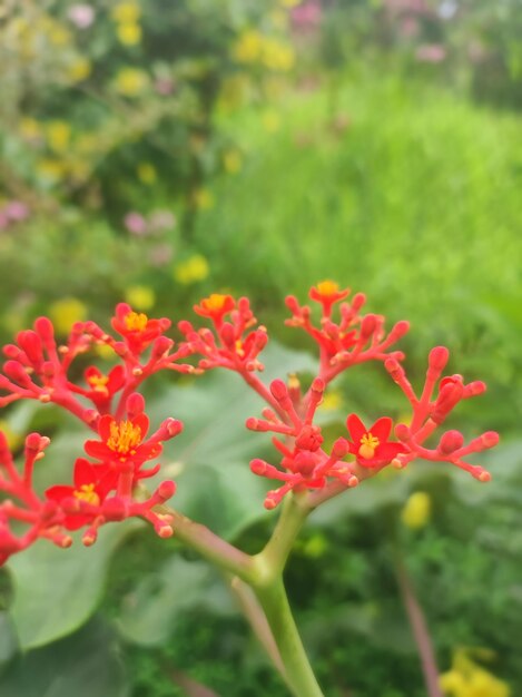 quintal de flores