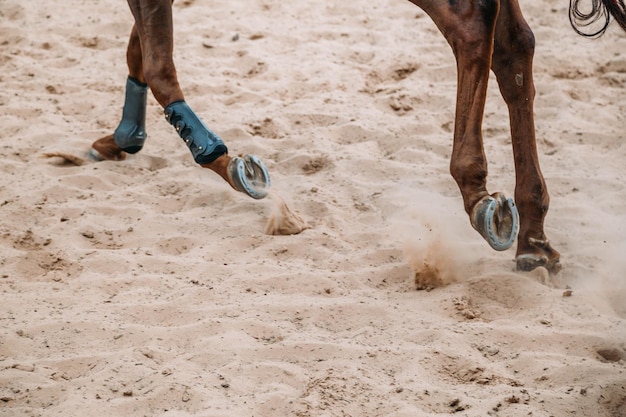 Foto quita de las piernas a un caballo material deportivo rodilleras y vendajes