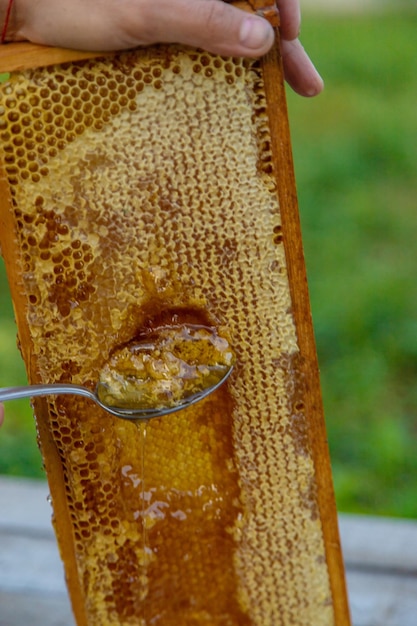 Foto quitar la miel del panal con una cuchara foco selectivo