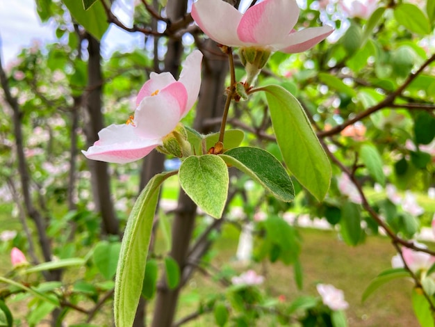 Quittenblüten Cydonia oblonga, auch Quitte genannt, ist eine Strauchart oder kleine Baumart aus der Familie der Rosengewächse. Ihre Früchte sind Quitten, auch Goldäpfel oder Cydonia-Birnen genannt