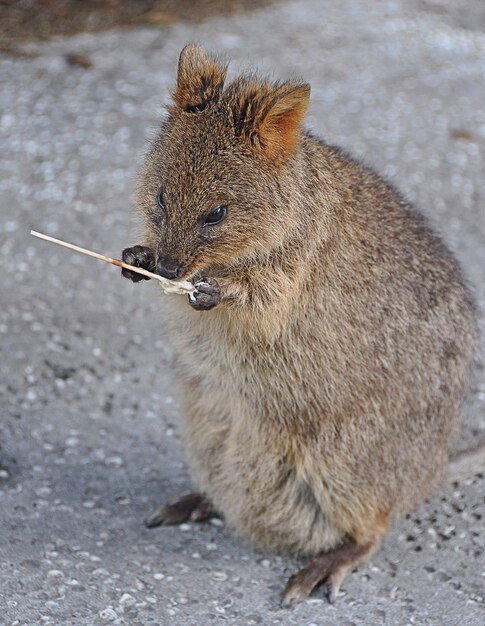 Foto quokka em close-up