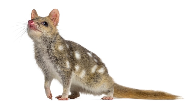 Quoll isolado no branco