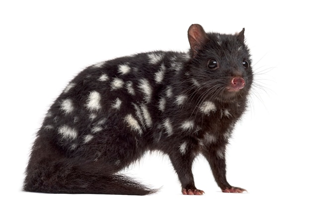 Quoll isoliert auf weiß