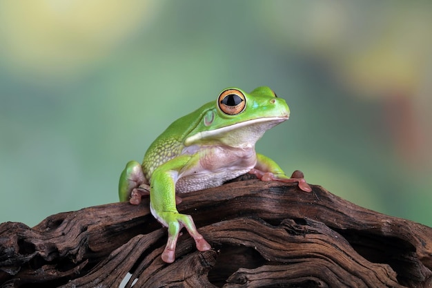 Rã de lábio branco rã de árvore verde