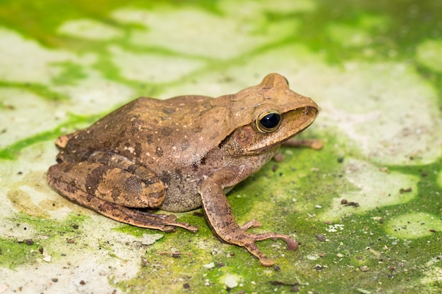 Foto rã, polipeptídeos leucomystax, polipeptídeos maculatus. anfíbio. animal.