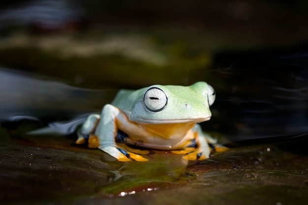 Rã voadora closeup rosto em galho javan árvore rã closeup imagem rhacophorus reinwartii