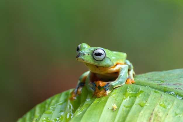 Rã voadora verde empoleirada em uma bananeira