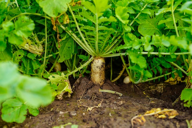 Rabanete crescente em Farmland India