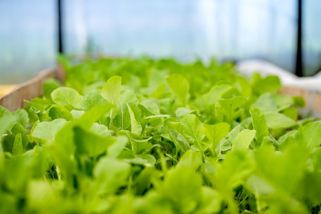 Rabanete jovem na estufa vegetal fresco no jardim