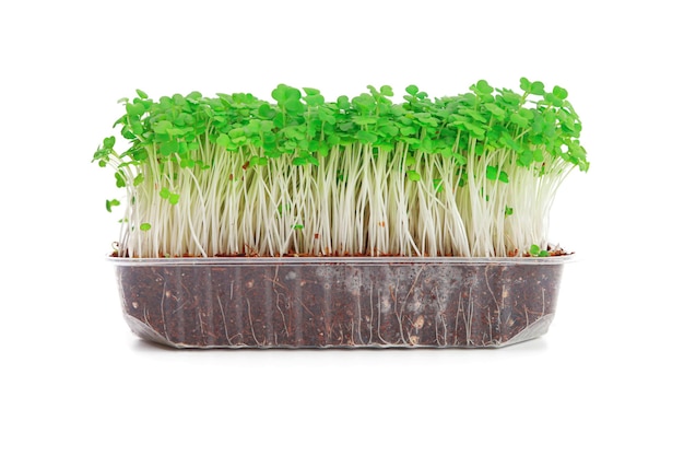 Rabanete microgreen isolado no branco