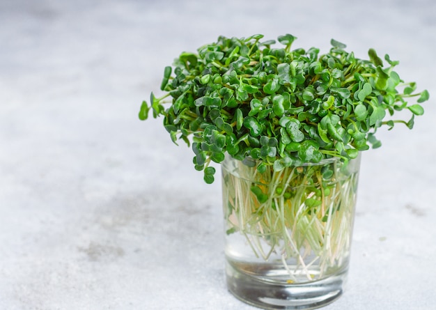 Rabanete orgânico verde para fazer saladas frescas