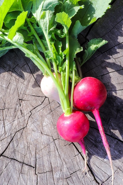 Rabanete rosa colhido fresco com folhas verdes em fundo de madeira Foto Premium