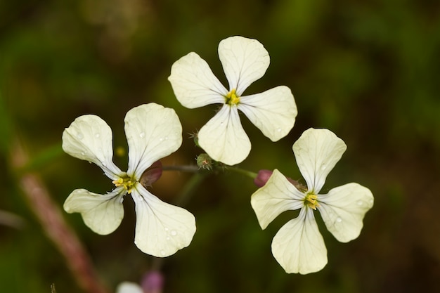 Rabanete selvagem (raphanus raphanistrum)