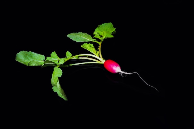 Rábano de jardín rojo aislado sobre fondo negro