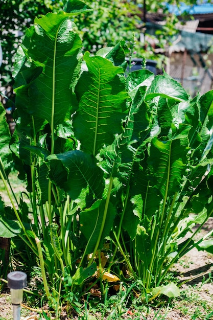 El rábano picante es una planta medicinal herbácea vegetal natural que crece en una cama de jardín Cultivar y cosechar hojas verdes frescas Alimentos saludables Especias Agricultura de jardinería