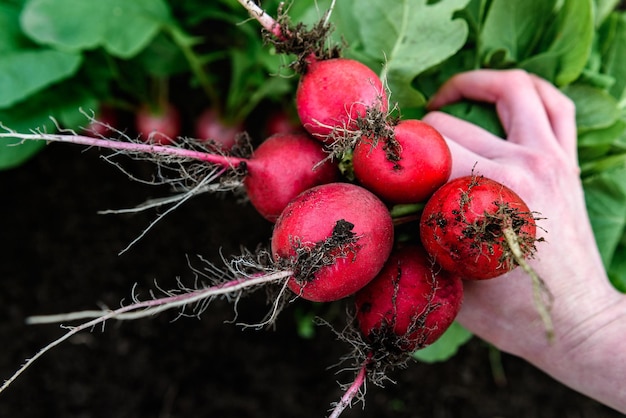 Rábano recién cosechado en manos de agricultores