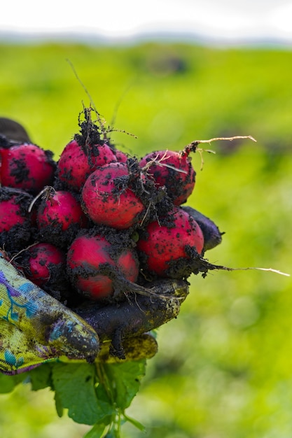 Foto rábano rojo en el campo durante la cosecha.