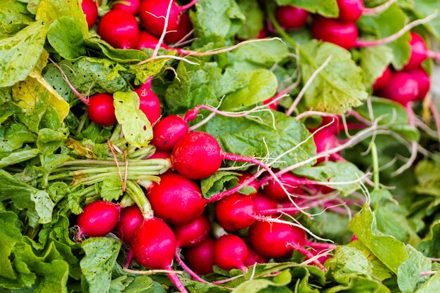 Rábanos rojos frescos en el mercado de agricultores local.