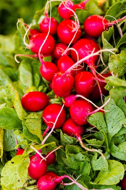 Rábanos rojos frescos en el mercado de agricultores local.