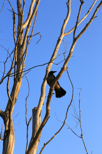 Rabe auf altem getrocknetem Baum