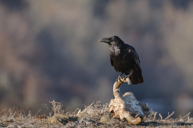 Rabe Corvus Corax, sitzend nahe einem Schädel im Nebel.