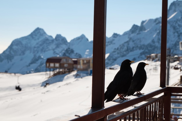 Rabe sitzt auf dem Geländer, Krähe in den Bergen, Vogel, unscharfer Hintergrund, Nahaufnahme