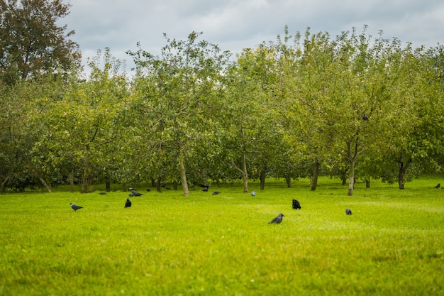 Raben auf der Parkwiese