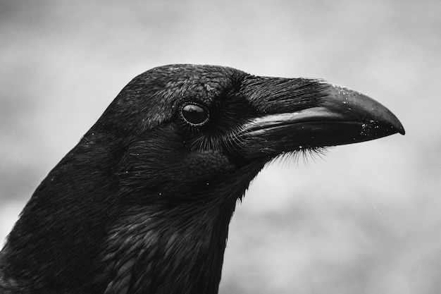 Foto raben - corvus corax - porträt