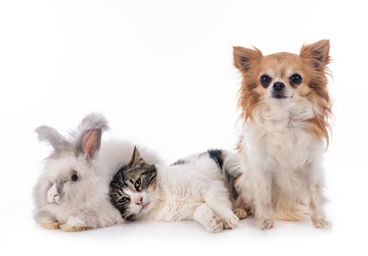 Foto rabit, gato e chihuahua