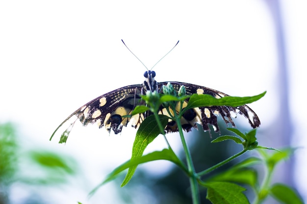 Rabo de andorinha de limão borboleta e rabo de andorinha quadriculado descansando nas plantas de flores