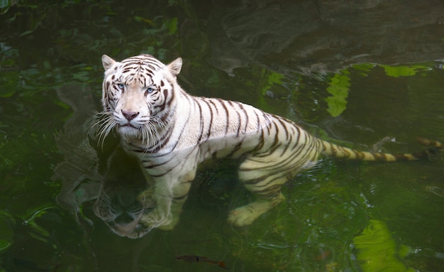 Rabugento tigre de Bengala branco na água