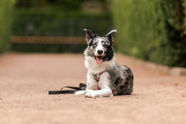 Raça ativa de cães Border Collie no parque