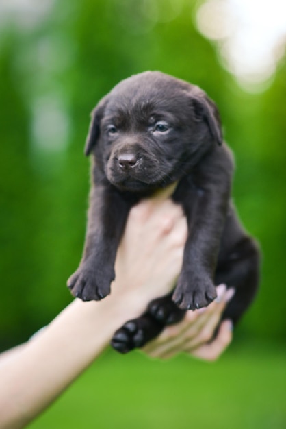 Raça de cachorrinho marrom Labrador Retriever em mãos humanas Cachorro Labrador na grama verde