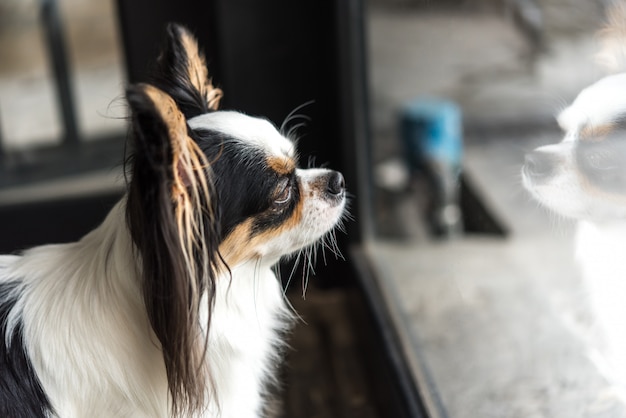 Raça de cachorro chihuahua olhando algo