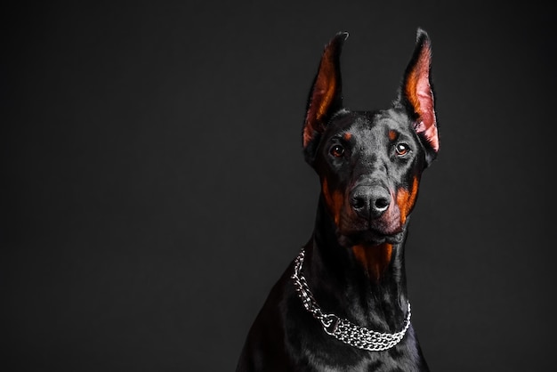 Raça de cachorro Doberman em um fundo escuro