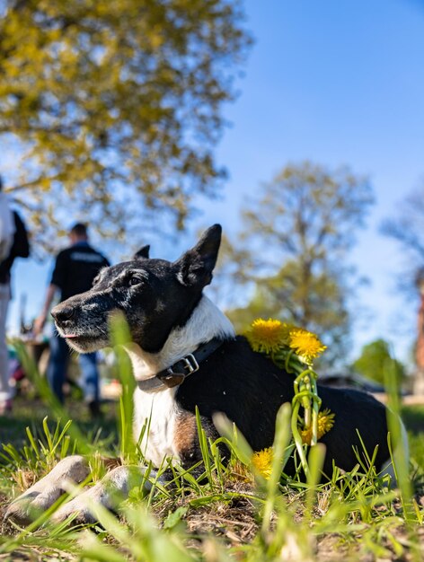 Raça de cachorro fox terrier de cabelos lisos deitado na grama ao ar livre Dia ensolarado Primavera ou parque de verão