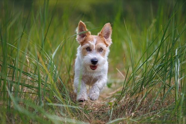 Raça de cachorro Jack Russell Terrier atravessa moitas de grama verde O animal de estimação caminha na floresta