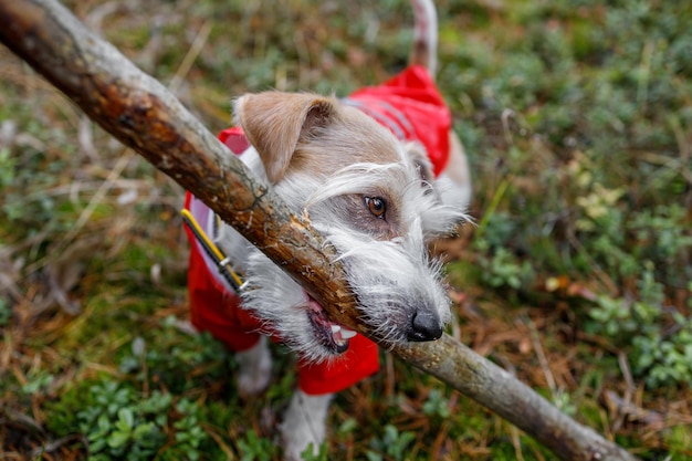 Raça de cachorro Jack Russell Terrier em uma capa de chuva vermelha carrega um pau na boca em uma floresta verde