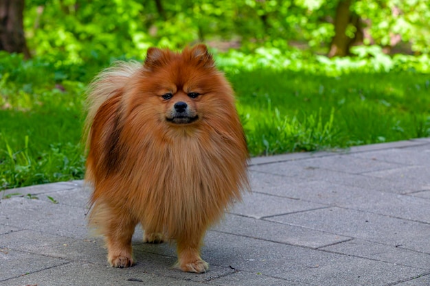 Raça de cachorro Pomeranian Spitztype caminha no parque