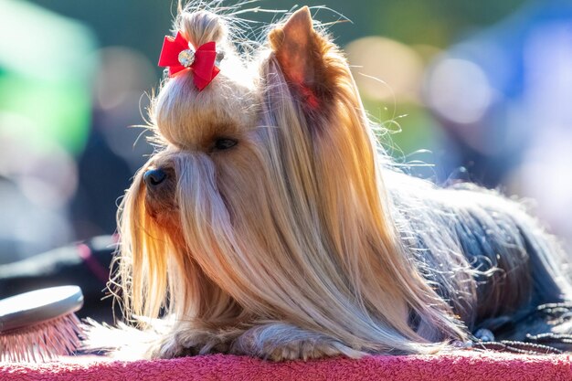 Raça de cachorro Shaggy Yorkshire Terrier fecha com um arco na cabeça