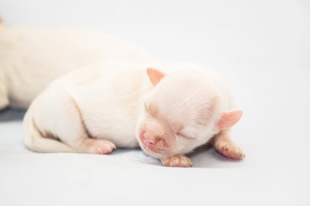 Raça de cachorro Shih-tzu. Filhote de cachorro recém-nascido. areia de cachorro