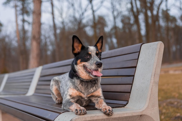 Raça de cão de gado australiano ao ar livre Retrato de cão blue heeler no parque