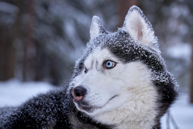 Raça de cão husky siberiano andando na floresta de inverno.